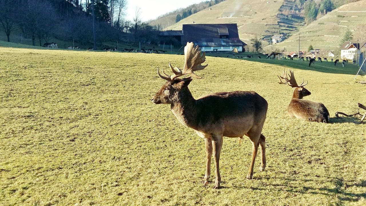 Hotel Schwarzenbergs Traube Glottertal Exteriör bild